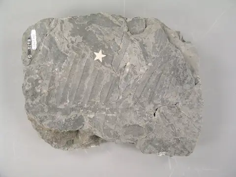 Dokumentasi YPM PB 027430 dengan identifikasi pada sumber Neriopteris lanceolata. Isi dan label gambar dipertahankan.
