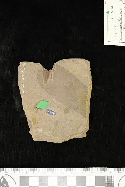 Dokumentasi USNM P31995 dengan identifikasi pada sumber Noeggerathiopsis hislopi. Isi dan label gambar dipertahankan.