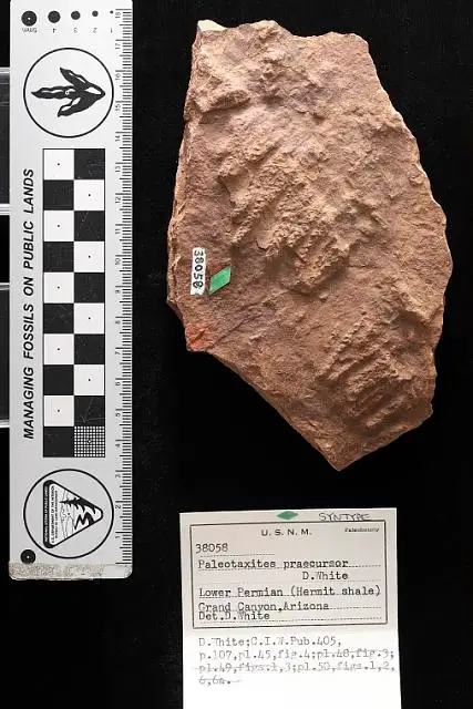 Dokumentasi USNM P38058 dengan identifikasi pada sumber Paleotaxites praecursor. Isi dan label gambar dipertahankan.