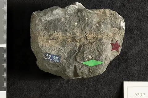 Dokumentasi USNM P8237 dengan identifikasi pada sumber Palissya sphenolepis. Isi dan label gambar dipertahankan.