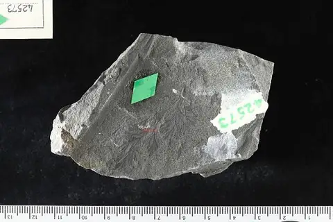 Dokumentasi USNM P42573 dengan identifikasi pada sumber Palmatopteris furcata. Isi dan label gambar dipertahankan.