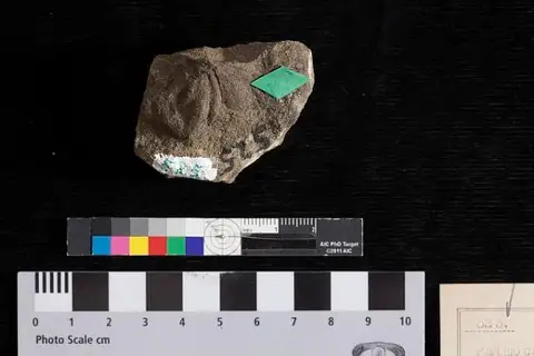 Dokumentasi USNM P525 dengan identifikasi pada sumber Palmocarpon compositum. Isi dan label gambar dipertahankan.