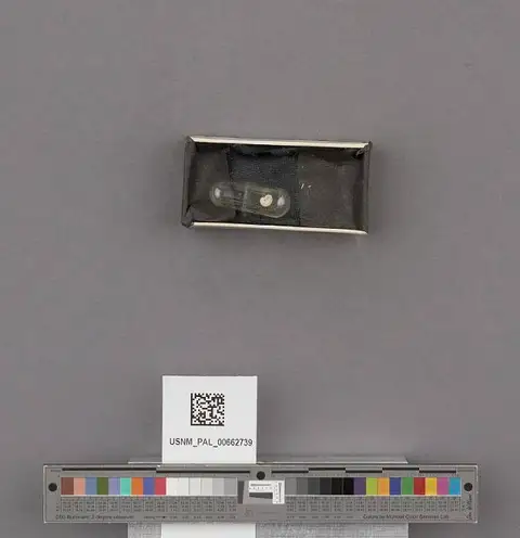 Dokumentasi USNM PAL662739 dengan identifikasi pada sumber Iselica fenestrata. Isi dan label gambar dipertahankan.