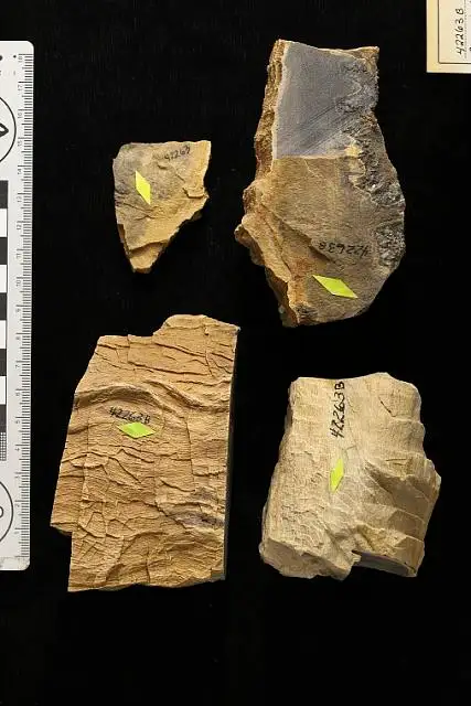 Dokumentasi USNM P42263B dengan identifikasi pada sumber Paraphyllanthoxylon arizonense. Isi dan label gambar dipertahankan.