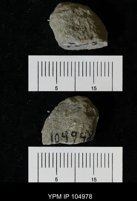 Dokumentasi YPM IP 104978 dengan identifikasi pada sumber Cyclocrinites halli. Isi dan label gambar dipertahankan.