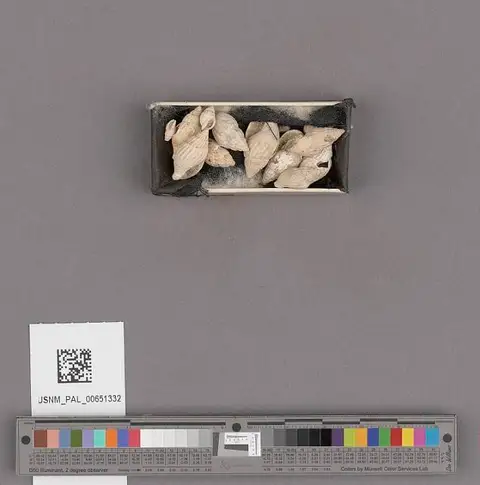 Dokumentasi USNM PAL651332 dengan identifikasi pada sumber Amphissa reticulata. Isi dan label gambar dipertahankan.