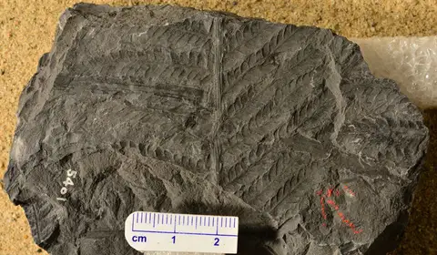 Dokumentasi YPM PB 025018 dengan identifikasi pada sumber Pecopteris pennaeformis. Isi dan label gambar dipertahankan.
