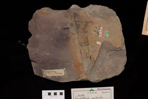 Dokumentasi USNM P3696 dengan identifikasi pada sumber Phyllotheca australis. Isi dan label gambar dipertahankan.