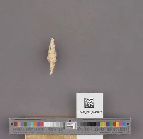 Dokumentasi USNM PAL662826 dengan identifikasi pada sumber Exilioidea rectirostris. Isi dan label gambar dipertahankan.