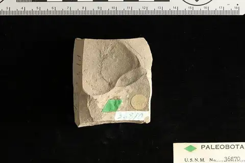 Dokumentasi USNM P36870 dengan identifikasi pada sumber Polytrichites spokanensis. Isi dan label gambar dipertahankan.