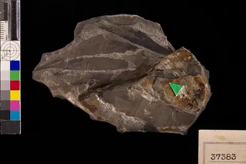 Dokumentasi USNM P37383 dengan identifikasi pada sumber Protophyllocladus subintegrifolius. Isi dan label gambar dipertahankan.