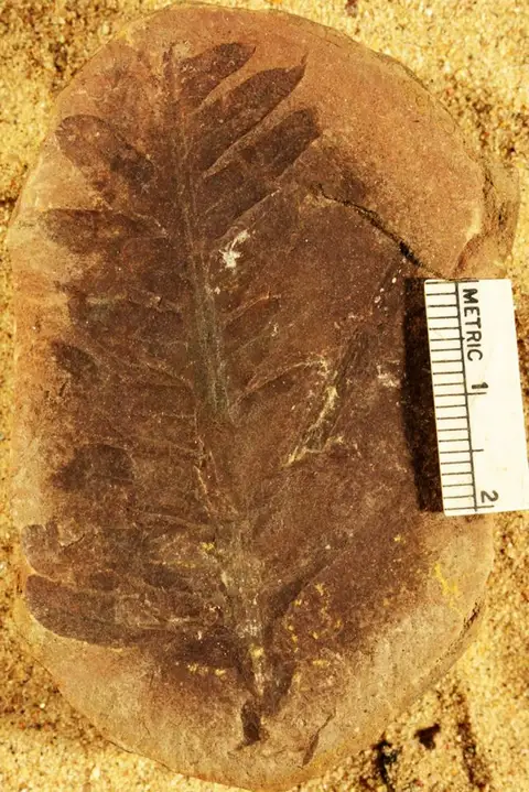 Dokumentasi YPM PB 020319 dengan identifikasi pada sumber Pseudopecopteris mazoniana. Isi dan label gambar dipertahankan.