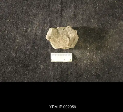 Dokumentasi YPM IP 002959 dengan identifikasi pada sumber Receptaculites neptuni. Isi dan label gambar dipertahankan.