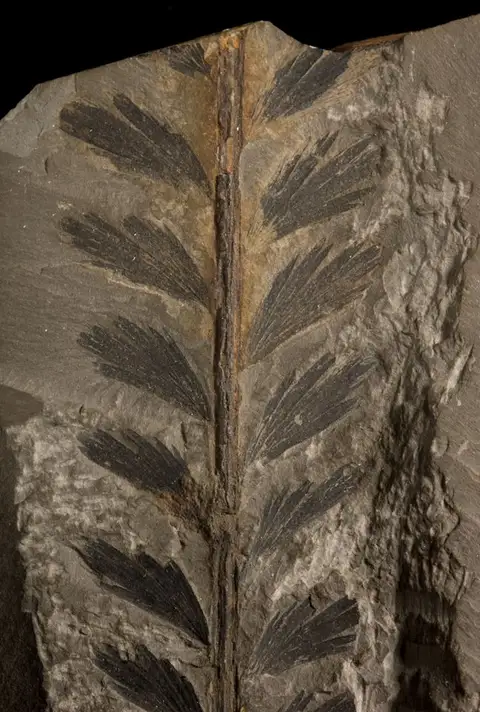 Dokumentasi YPM PB 035401 dengan identifikasi pada sumber Rhacopteris elegans. Isi dan label gambar dipertahankan.