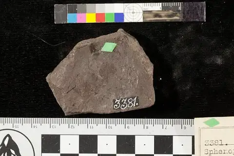 Dokumentasi USNM P3381 dengan identifikasi pada sumber Sphenopteris pachyphylla. Isi dan label gambar dipertahankan.
