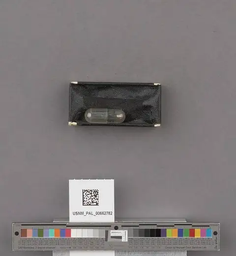 Dokumentasi USNM PAL662782 dengan identifikasi pada sumber Paludestrina stokesi. Isi dan label gambar dipertahankan.