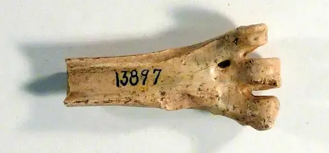 Dokumentasi USNM V13897 dengan identifikasi pada sumber Palaeoborus howardae. Isi dan label gambar dipertahankan.