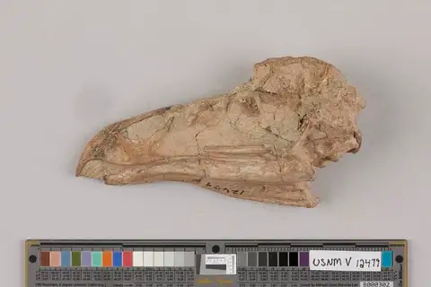 Dokumentasi USNM V12479 dengan identifikasi pada sumber Palaeoplancus sternbergi. Isi dan label gambar dipertahankan.