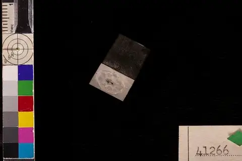 Dokumentasi USNM P41266 dengan identifikasi pada sumber Siderella scotti. Isi dan label gambar dipertahankan.