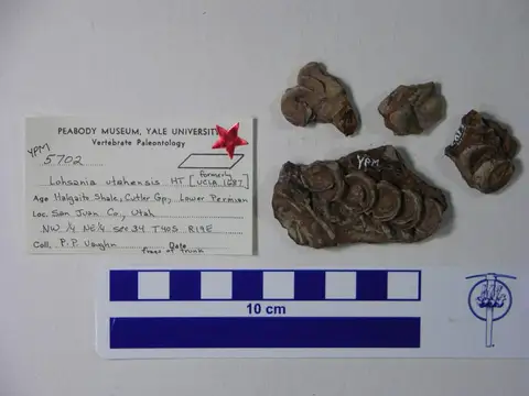 Dokumentasi YPM VP 005702 dengan identifikasi pada sumber Lohsania utahensis. Isi dan label gambar dipertahankan.