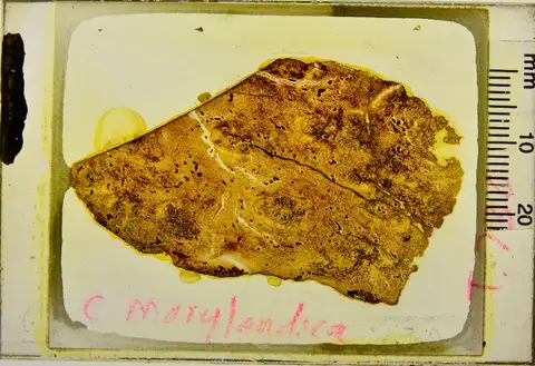 Dokumentasi YPM PB 039955 dengan identifikasi pada sumber Cycadeoidea marylandica. Isi dan label gambar dipertahankan.