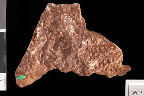 Dokumentasi USNM P38044 dengan identifikasi pada sumber Yakia heterophylla. Isi dan label gambar dipertahankan.