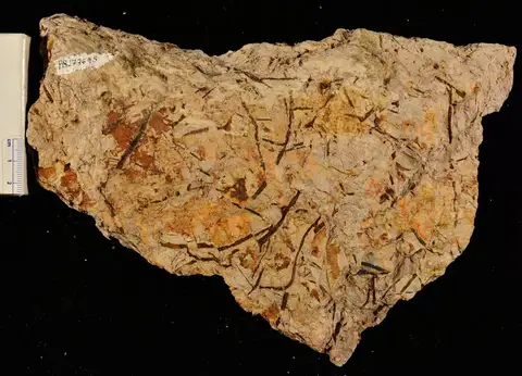 Dokumentasi YPM PB 173695 dengan identifikasi pada sumber Chlidanophyton dublinensis. Isi dan label gambar dipertahankan.