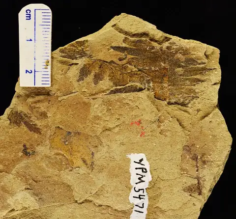 Dokumentasi YPM PB 005471 dengan identifikasi pada sumber Cynepteris lasiophora. Isi dan label gambar dipertahankan.