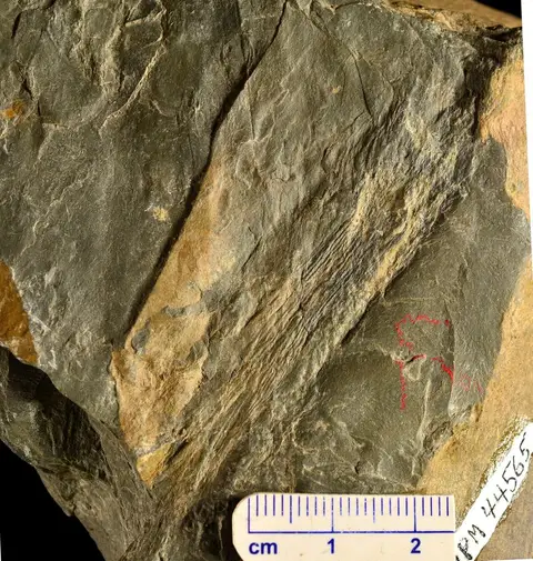 Dokumentasi YPM PB 044565 dengan identifikasi pada sumber Eddya sullivanensis. Isi dan label gambar dipertahankan.