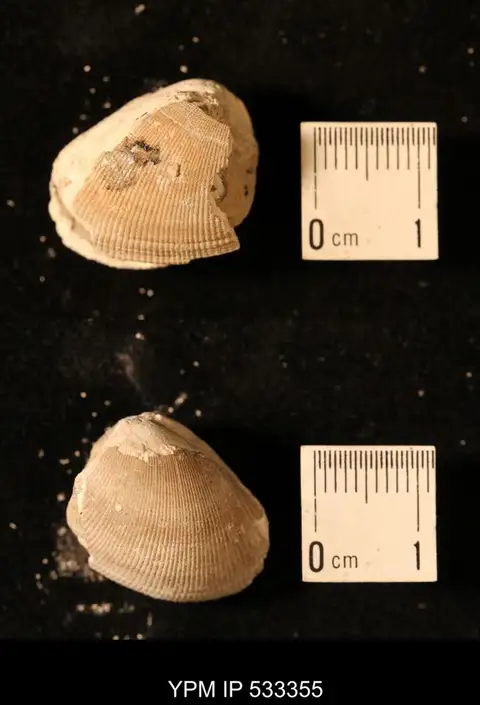 Dokumentasi YPM IP 533355 dengan identifikasi pada sumber Nucula pectinata. Isi dan label gambar dipertahankan.