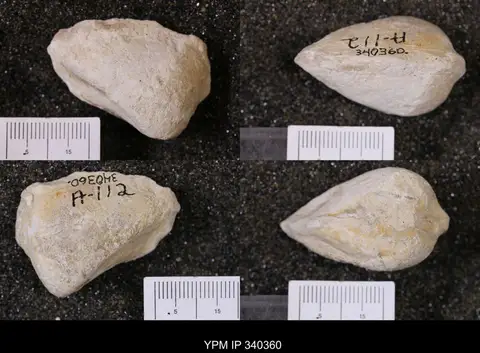 Dokumentasi YPM IP 340360 dengan identifikasi pada sumber Pholadomya pedernalis. Isi dan label gambar dipertahankan.