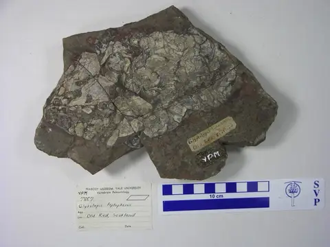 Dokumentasi YPM VP 007887 dengan identifikasi pada sumber Glyptolepis leptopterus. Isi dan label gambar dipertahankan.