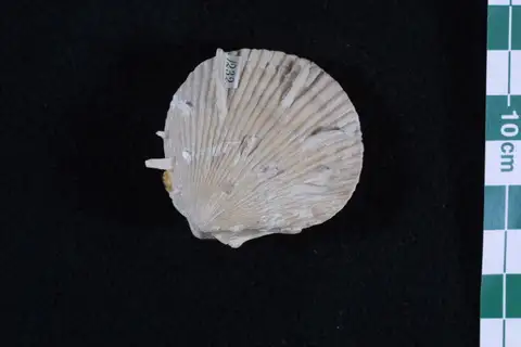 Dokumentasi P 91218 dengan identifikasi pada sumber Spondylus spinosus. Isi dan label gambar dipertahankan.