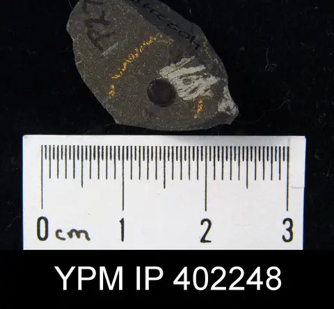 Dokumentasi YPM IP 402248 dengan identifikasi pada sumber Paterula subcircularis. Isi dan label gambar dipertahankan.