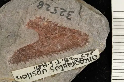 Dokumentasi YPM IP 032528 dengan identifikasi pada sumber Oncograptus upsilon. Isi dan label gambar dipertahankan.