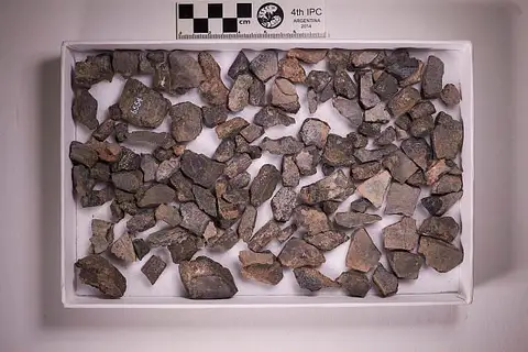 Dokumentasi USNM V6554 dengan identifikasi pada sumber Adocus vigoratus. Isi dan label gambar dipertahankan.
