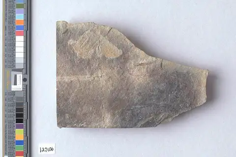 Dokumentasi USNM PAL125106 dengan identifikasi pada sumber Chasmataspis laurencii. Isi dan label gambar dipertahankan.