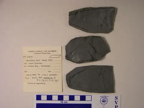Dokumentasi YPM VP 054019 dengan identifikasi pada sumber Arctaspis hoeli. Isi dan label gambar dipertahankan.