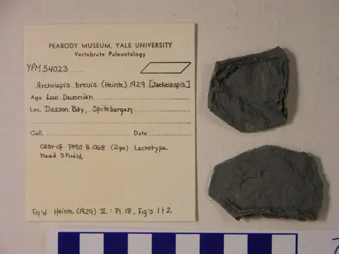 Dokumentasi YPM VP 054023 dengan identifikasi pada sumber Arctolepis brevis. Isi dan label gambar dipertahankan.