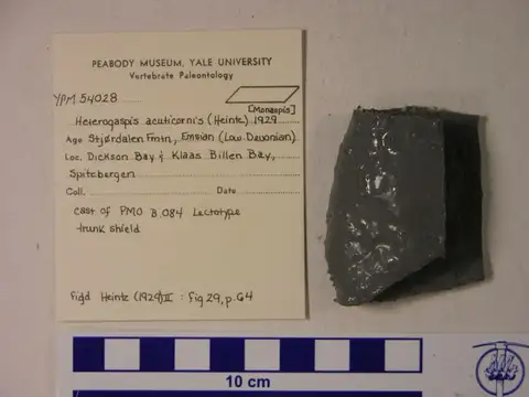 Dokumentasi YPM VP 054028 dengan identifikasi pada sumber Heterogaspis acuticornis. Isi dan label gambar dipertahankan.