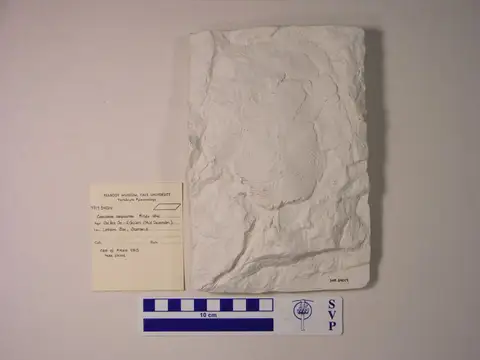 Dokumentasi YPM VP 054014 dengan identifikasi pada sumber Coccosteus cuspidatus. Isi dan label gambar dipertahankan.