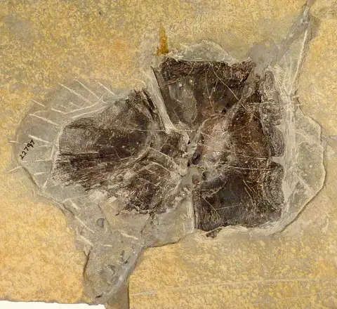 Dokumentasi USNM V22797 dengan identifikasi pada sumber Plourdosteus canadensis. Isi dan label gambar dipertahankan.