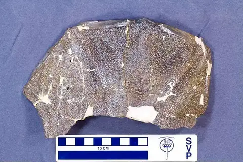 Dokumentasi USNM V23044 dengan identifikasi pada sumber Protitanichthys rockportensis. Isi dan label gambar dipertahankan.