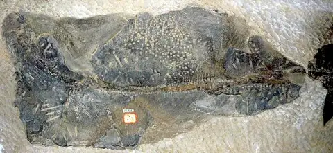 Dokumentasi USNM V18272 dengan identifikasi pada sumber Dunkleosteus terrelli. Isi dan label gambar dipertahankan.