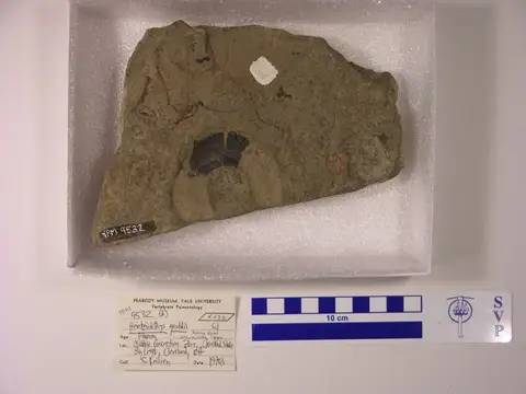 Dokumentasi YPM VP 009532 dengan identifikasi pada sumber Heintzichthys gouldii. Isi dan label gambar dipertahankan.