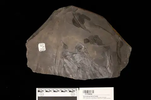 Dokumentasi YPM VP 055665 dengan identifikasi pada sumber Gymnotrachelus hydei. Isi dan label gambar dipertahankan.