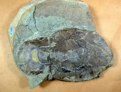 Dokumentasi USNM V11126 dengan identifikasi pada sumber Bothriolepis traquairi. Isi dan label gambar dipertahankan.