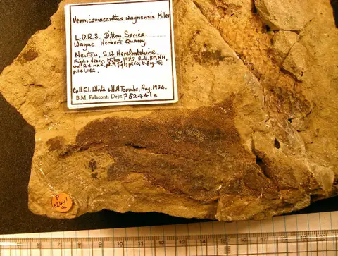 Dokumentasi PV P 52441 a dengan identifikasi pada sumber Vernicomacanthus waynensis. Isi dan label gambar dipertahankan.