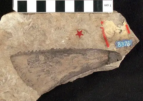 Dokumentasi USNM V8376 dengan identifikasi pada sumber Oracanthus triangularis. Isi dan label gambar dipertahankan.
