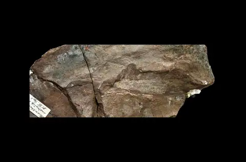 Dokumentasi P 10271 dengan identifikasi pada sumber Acanthodes australis. Isi dan label gambar dipertahankan.